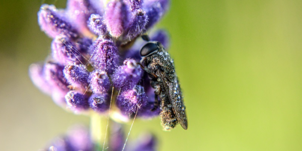 Usos terapéuticos del aceite esencial de lavanda