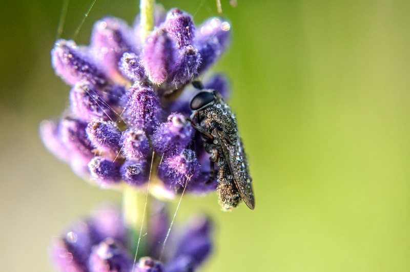 Usos terapéuticos del aceite esencial de lavanda